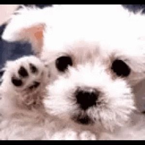 Meet your Posher, Ingrid